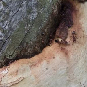 Podomyrma gratiosa at Michelago, NSW - 17 Jan 2018