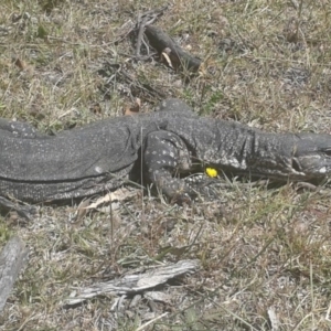 Varanus rosenbergi at Booth, ACT - 16 Jan 2018