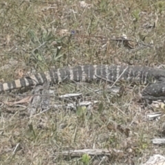 Varanus rosenbergi at Booth, ACT - 16 Jan 2018