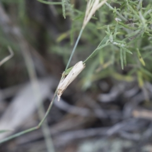 Faveria tritalis at Michelago, NSW - 3 Jan 2018