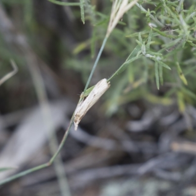 Faveria tritalis (Couchgrass Webworm) at Michelago, NSW - 3 Jan 2018 by Illilanga