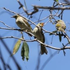 Ptilotula fusca (Fuscous Honeyeater) at Namadgi National Park - 17 Jan 2018 by Alison Milton