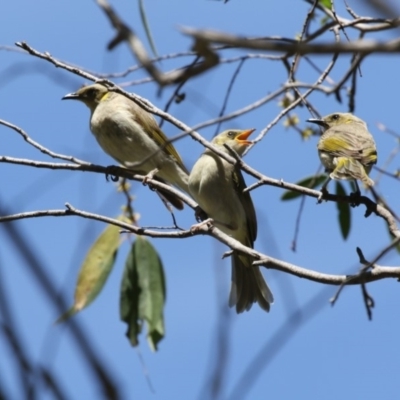 Ptilotula fusca (Fuscous Honeyeater) at Booth, ACT - 17 Jan 2018 by Alison Milton