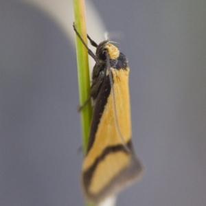 Philobota ancylotoxa at Michelago, NSW - 7 Nov 2017 11:06 AM