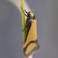 Philobota ancylotoxa (A concealer moth) at Illilanga & Baroona - 7 Nov 2017 by Illilanga