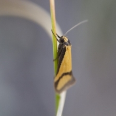 Philobota ancylotoxa at Michelago, NSW - 7 Nov 2017 11:06 AM