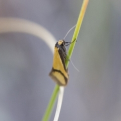 Philobota ancylotoxa at Michelago, NSW - 7 Nov 2017 11:06 AM