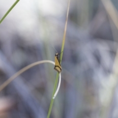 Philobota ancylotoxa at Michelago, NSW - 7 Nov 2017 11:06 AM