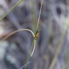 Philobota ancylotoxa at Michelago, NSW - 7 Nov 2017