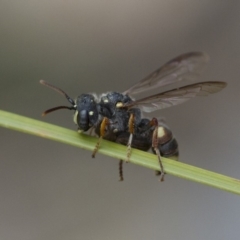 Cerceris sp. (genus) (Unidentified Cerceris wasp) at Illilanga & Baroona - 13 Nov 2017 by Illilanga