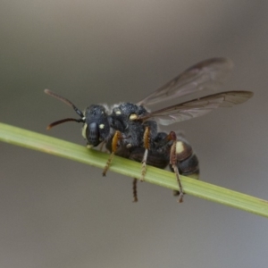 Cerceris sp. (genus) at Michelago, NSW - 13 Nov 2017