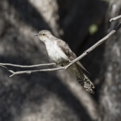 Cacomantis pallidus (Pallid Cuckoo) at Booth, ACT - 16 Jan 2018 by Alison Milton