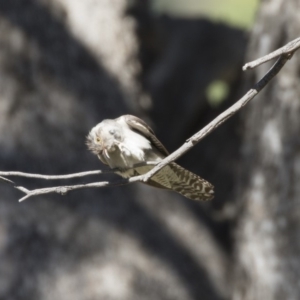 Cacomantis pallidus at Booth, ACT - 17 Jan 2018 09:32 AM