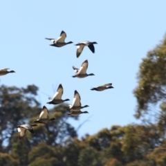 Chenonetta jubata (Australian Wood Duck) at Booth, ACT - 17 Jan 2018 by AlisonMilton