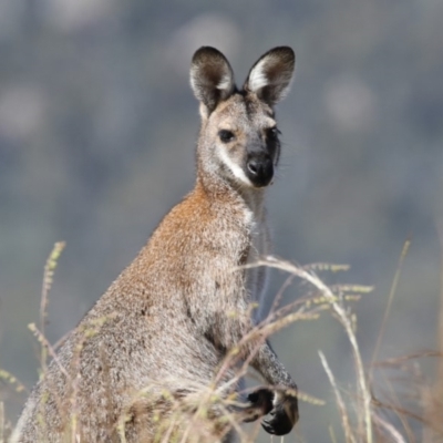 Notamacropus rufogriseus (Red-necked Wallaby) at Booth, ACT - 17 Jan 2018 by AlisonMilton