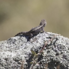 Amphibolurus muricatus (Jacky Lizard) at Booth, ACT - 17 Jan 2018 by AlisonMilton