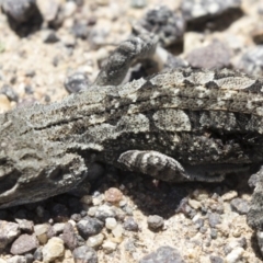 Amphibolurus muricatus at Booth, ACT - 17 Jan 2018