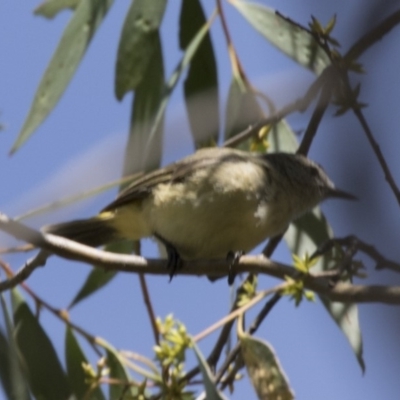 Acanthiza chrysorrhoa (Yellow-rumped Thornbill) at Booth, ACT - 17 Jan 2018 by AlisonMilton