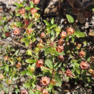 Pomax umbellata at Conder, ACT - 30 Dec 2017