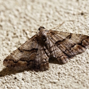 Gastrinodes bitaeniaria at O'Connor, ACT - 16 Jan 2018