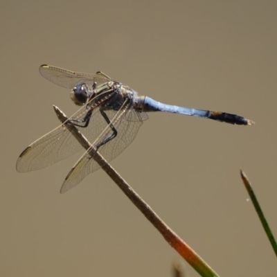 Orthetrum caledonicum (Blue Skimmer) at Isaacs Ridge and Nearby - 17 Jan 2018 by Mike