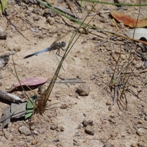 Orthetrum caledonicum at Jerrabomberra, ACT - 17 Jan 2018