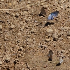 Zizina otis (Common Grass-Blue) at Isaacs Ridge and Nearby - 17 Jan 2018 by Mike