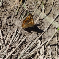 Junonia villida (Meadow Argus) at Isaacs Ridge and Nearby - 17 Jan 2018 by Mike