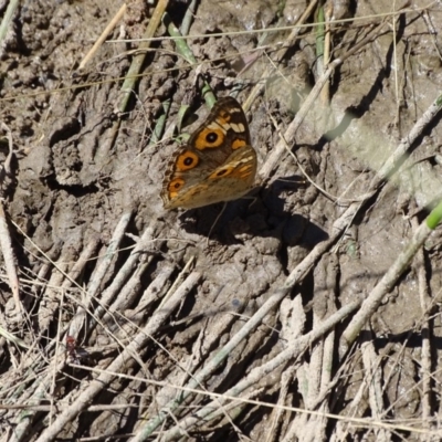 Junonia villida (Meadow Argus) at Isaacs Ridge and Nearby - 17 Jan 2018 by Mike
