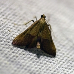 Endotricha pyrosalis (A Pyralid moth (Endotrichinae) at O'Connor, ACT - 16 Jan 2018 by ibaird