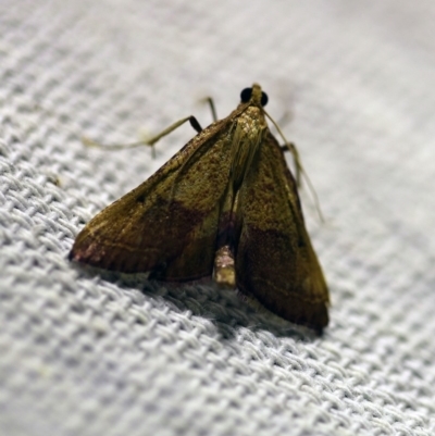 Endotricha pyrosalis (A Pyralid moth (Endotrichinae) at O'Connor, ACT - 16 Jan 2018 by ibaird