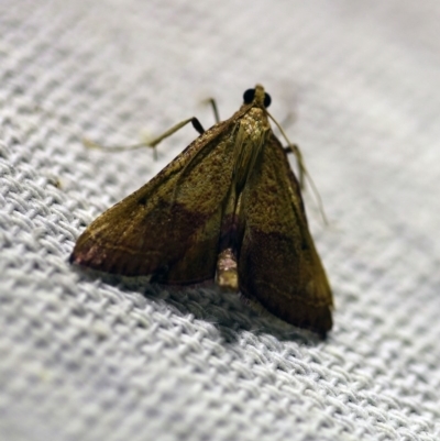 Endotricha pyrosalis (A Pyralid moth) at O'Connor, ACT - 16 Jan 2018 by ibaird