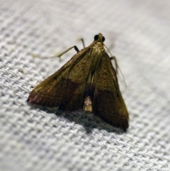 Endotricha pyrosalis (A Pyralid moth) at O'Connor, ACT - 16 Jan 2018 by ibaird