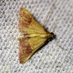 Endotricha pyrosalis at O'Connor, ACT - 16 Jan 2018 09:55 PM