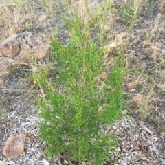 Callitris endlicheri (Black Cypress Pine) at Hughes, ACT - 17 Jan 2018 by ruthkerruish