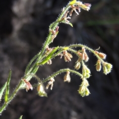 Gonocarpus elatus (Hill Raspwort) at Conder, ACT - 30 Dec 2017 by MichaelBedingfield