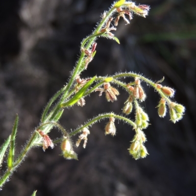 Gonocarpus elatus (Hill Raspwort) at Rob Roy Range - 30 Dec 2017 by michaelb