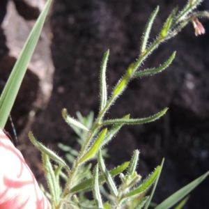 Gonocarpus elatus at Conder, ACT - 30 Dec 2017 07:30 PM