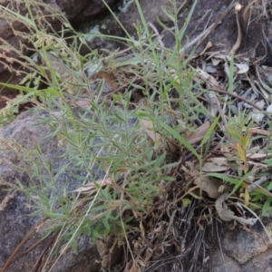 Gonocarpus elatus at Conder, ACT - 30 Dec 2017 07:30 PM