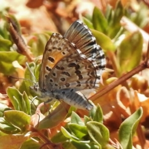 Lucia limbaria at Stromlo, ACT - 18 Jan 2018