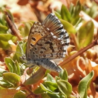 Lucia limbaria (Chequered Copper) at Stromlo, ACT - 18 Jan 2018 by JohnBundock