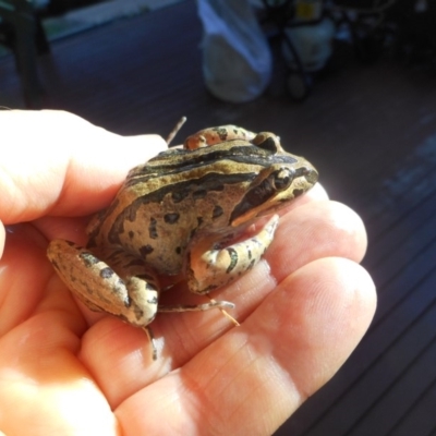 Limnodynastes peronii (Brown-striped Frog) at Latham, ACT - 12 Dec 2017 by JBrickhill