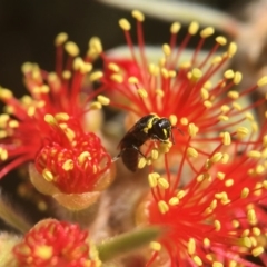 Hylaeus (Gnathoprosopis) amiculinus (Hylaeine colletid bee) at ANBG - 16 Jan 2018 by PeterA