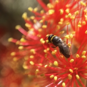 Hylaeus (Gnathoprosopis) amiculinus at Acton, ACT - 16 Jan 2018