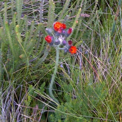 Pilosella aurantiaca (Orange Hawkweed) at Jagumba, NSW - 18 Jan 2010 by Mike