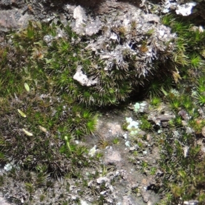 Campylopus clavatus (A moss) at Rob Roy Range - 30 Dec 2017 by MichaelBedingfield