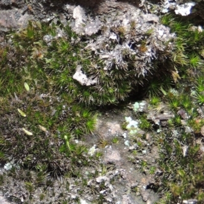 Campylopus clavatus (A moss) at Rob Roy Range - 30 Dec 2017 by michaelb