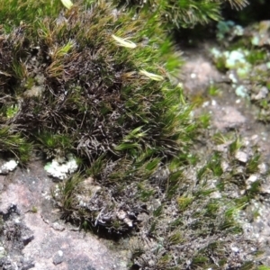 Campylopus clavatus at Conder, ACT - 30 Dec 2017