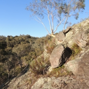 Stypandra glauca at Conder, ACT - 30 Dec 2017