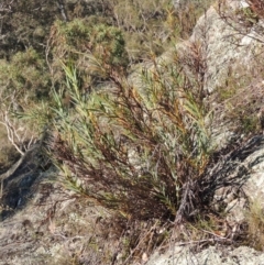 Stypandra glauca at Conder, ACT - 30 Dec 2017 07:41 PM